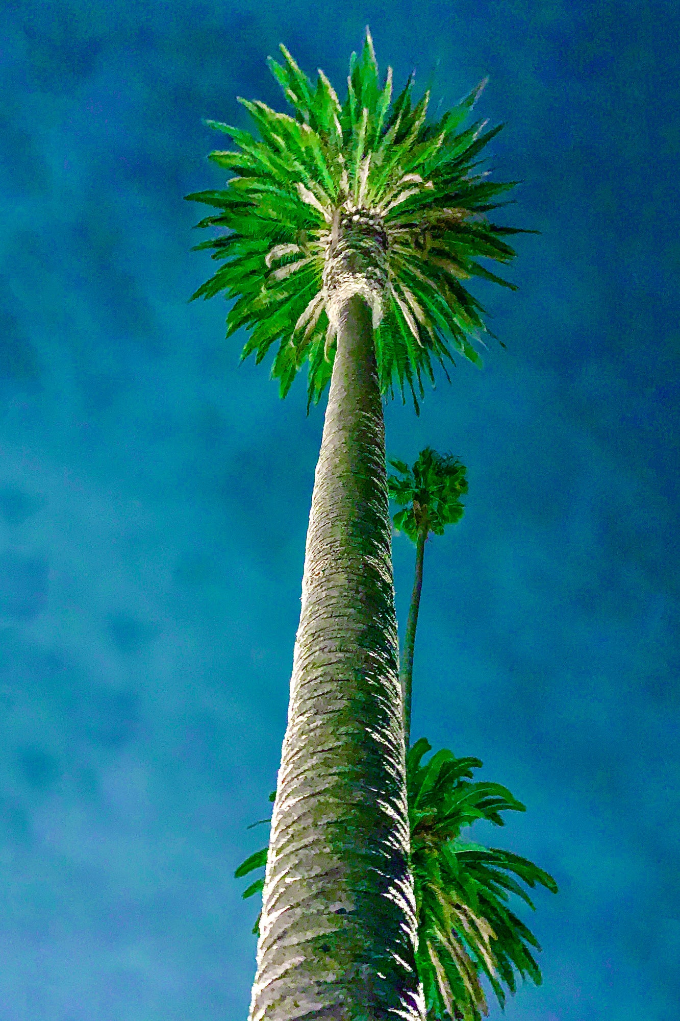 Electric Palm